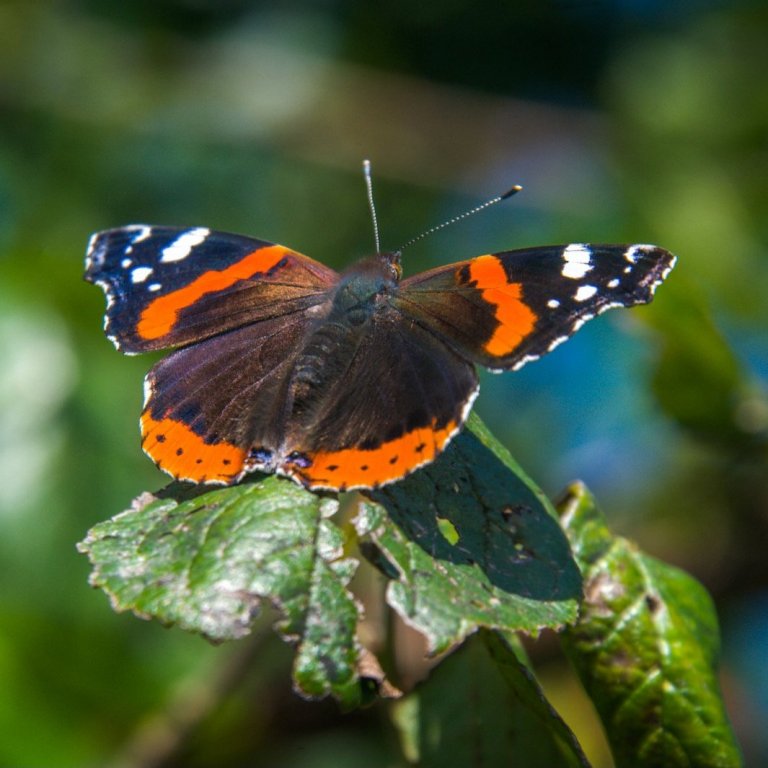 sommerfugl Hvalsø, Denmark