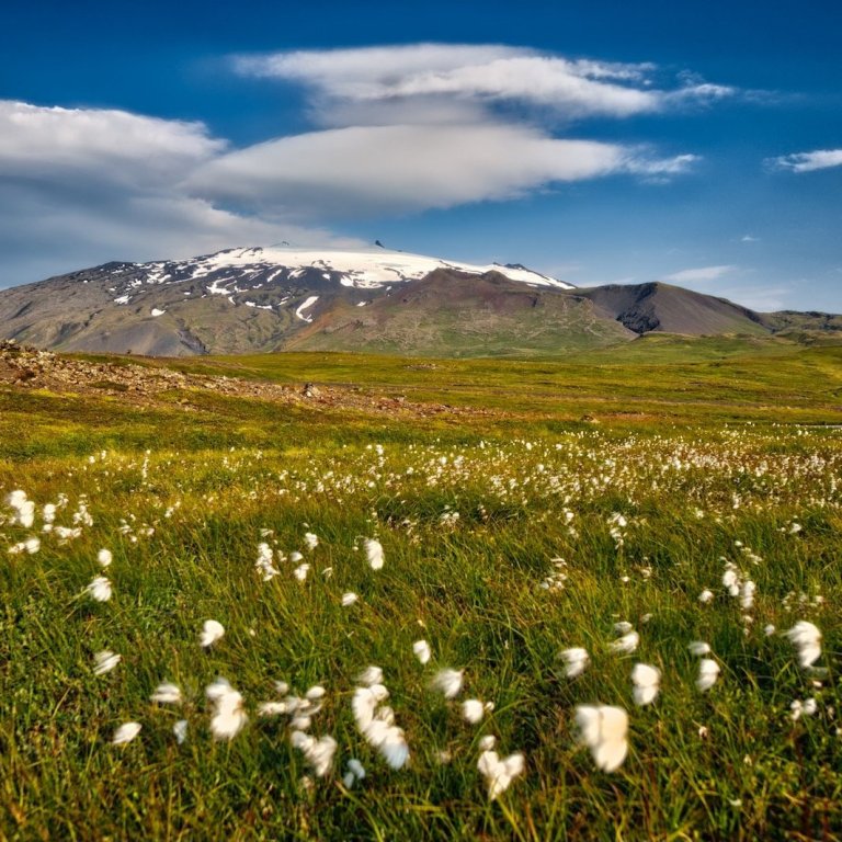 Snæfellsnesjökull fífur